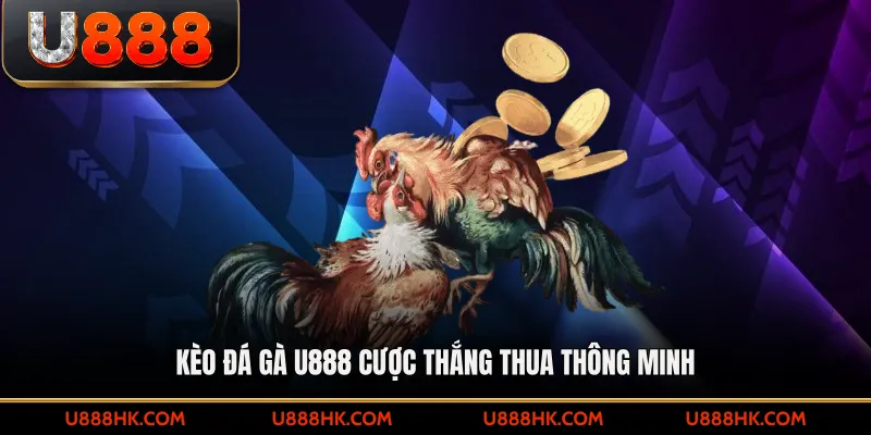 Kèo đá gà U888 cược thắng thua thông minh 
